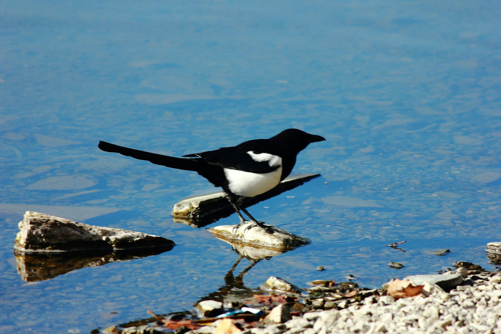 The Bird That Symbolizes Gemini’s Dual Nature