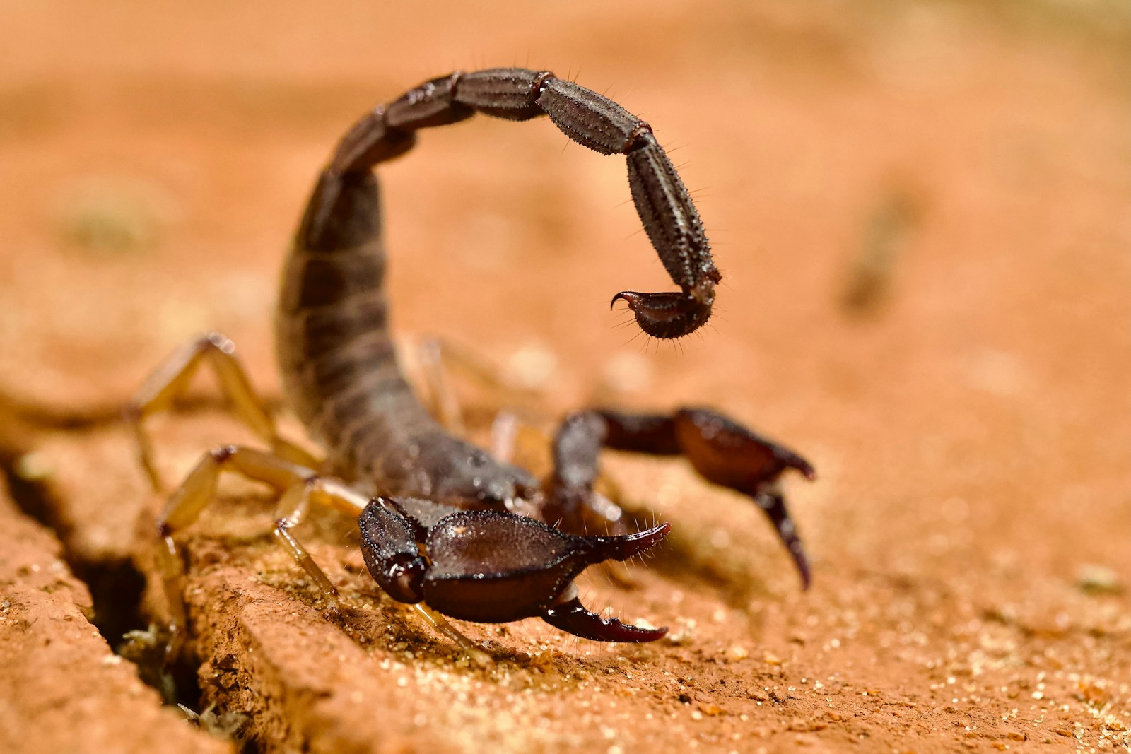 What Animal Best Represents Scorpio’s Intensity?