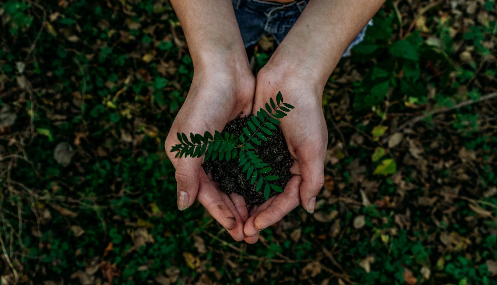 Louisiana’s Cypress Forests Are Breathing Again