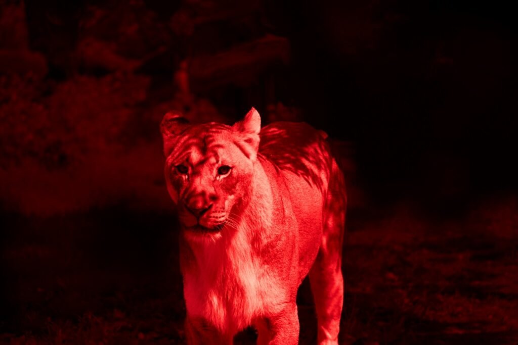 A lioness is glowing red in the dark.
