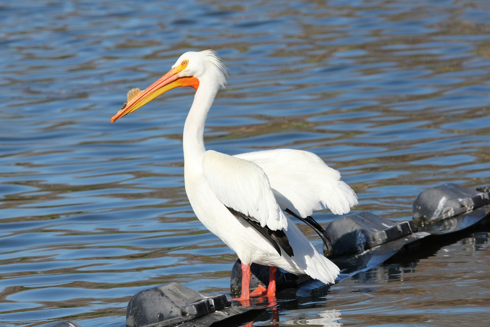 Pelicans Return to Mississippi After Decline