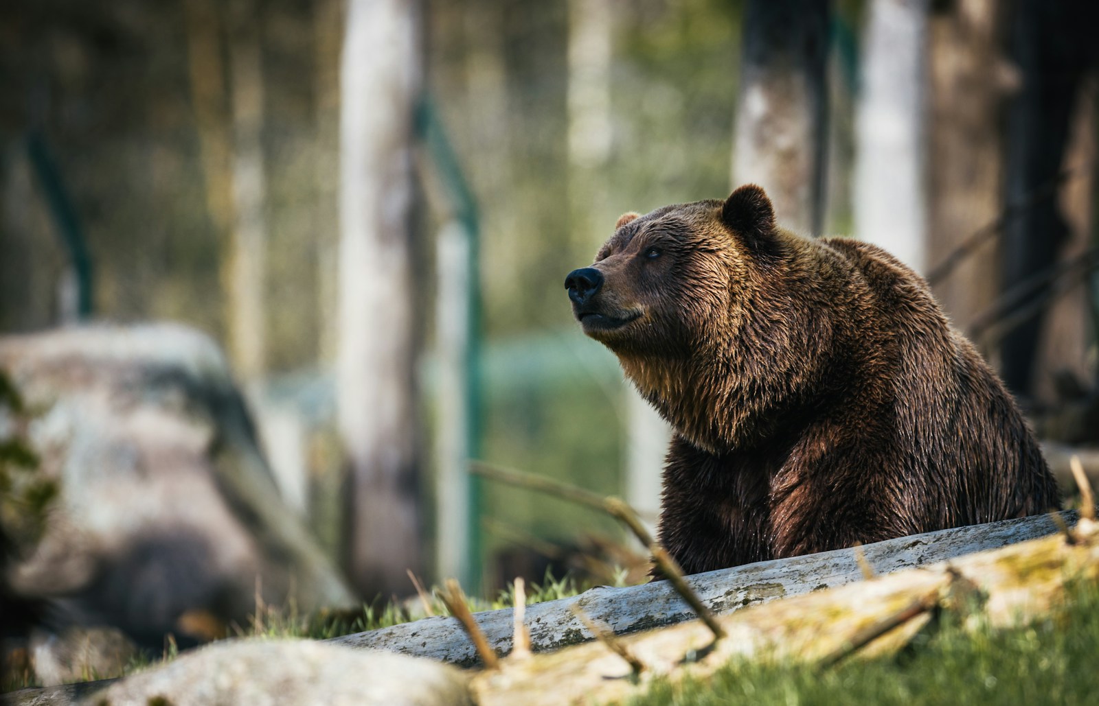 Montana Grizzlies Expand Range