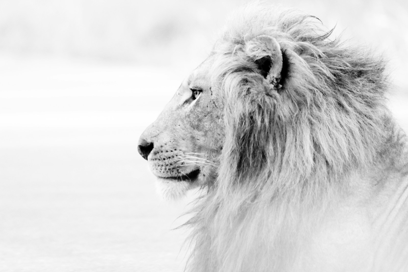 8 Animals That Symbolize Leo’s Bold Personality