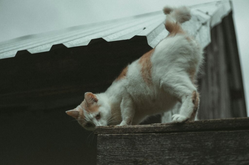 a cat standing on top of a wooden structure
