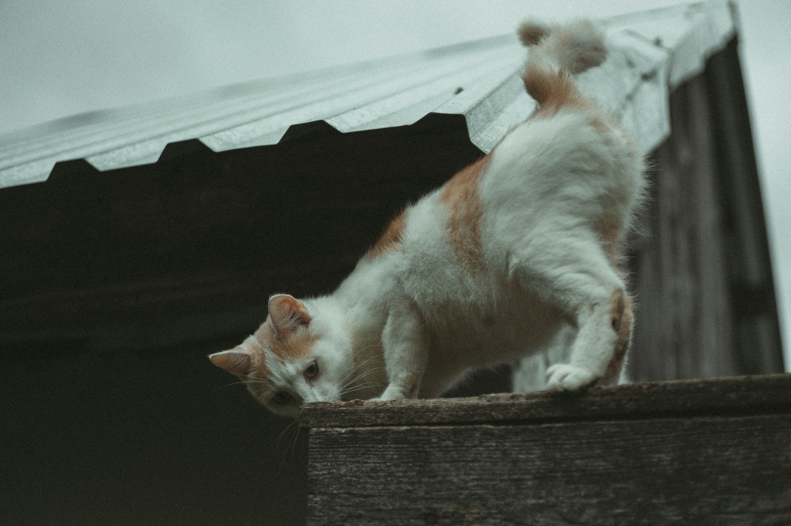 The Physics Behind Cats Always Landing Safely