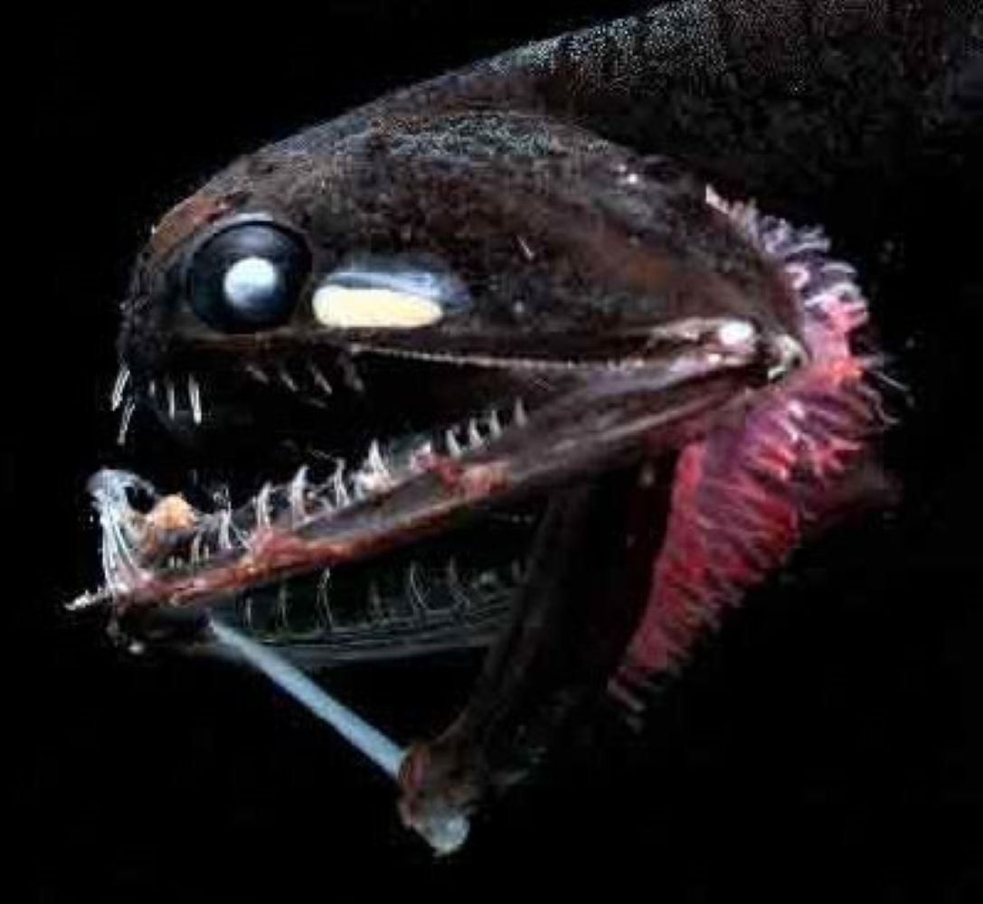 Animals That Glow: 9 Bioluminescent Creatures of the Deep Sea
