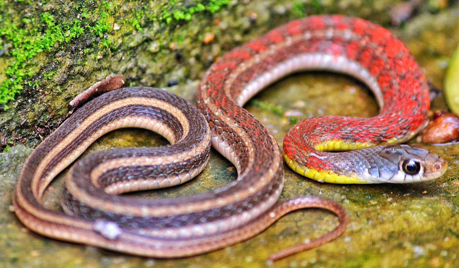 10 Highly Endangered Reptiles in The US
