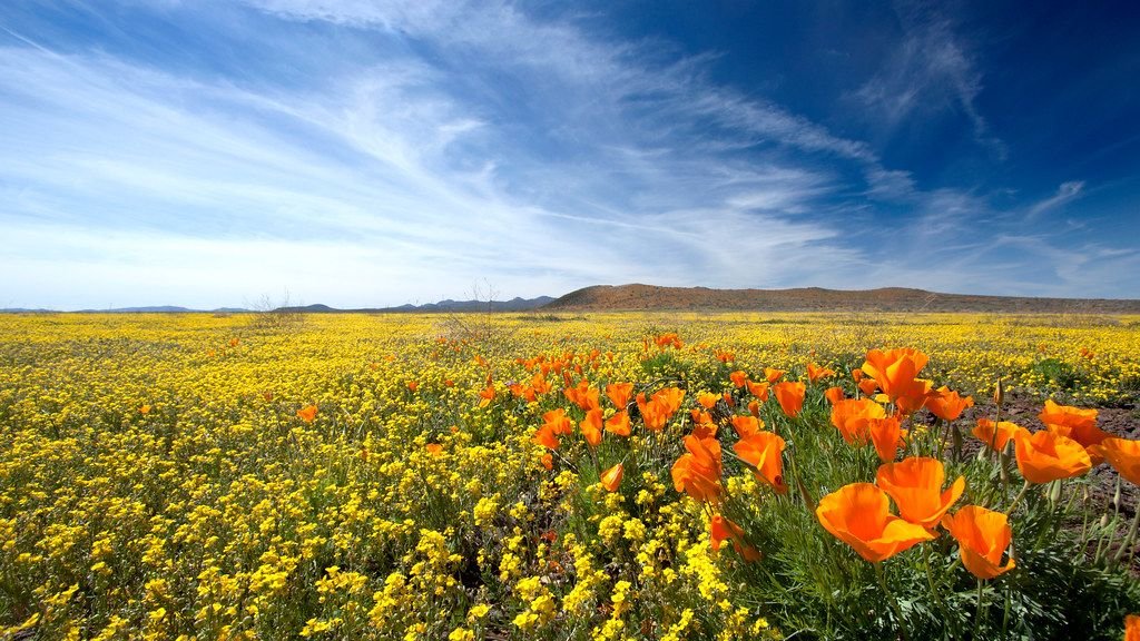 10 States Where Wildflowers Exploded After Big Rains - Pollinator Wins