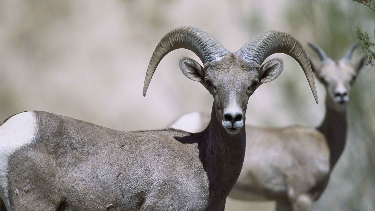 9 National Parks Where Bighorn Sheep Are Back