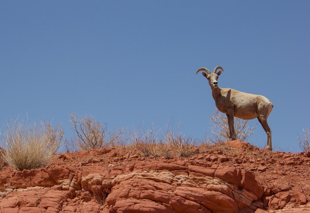 9 National Parks Where Bighorn Sheep Are Back