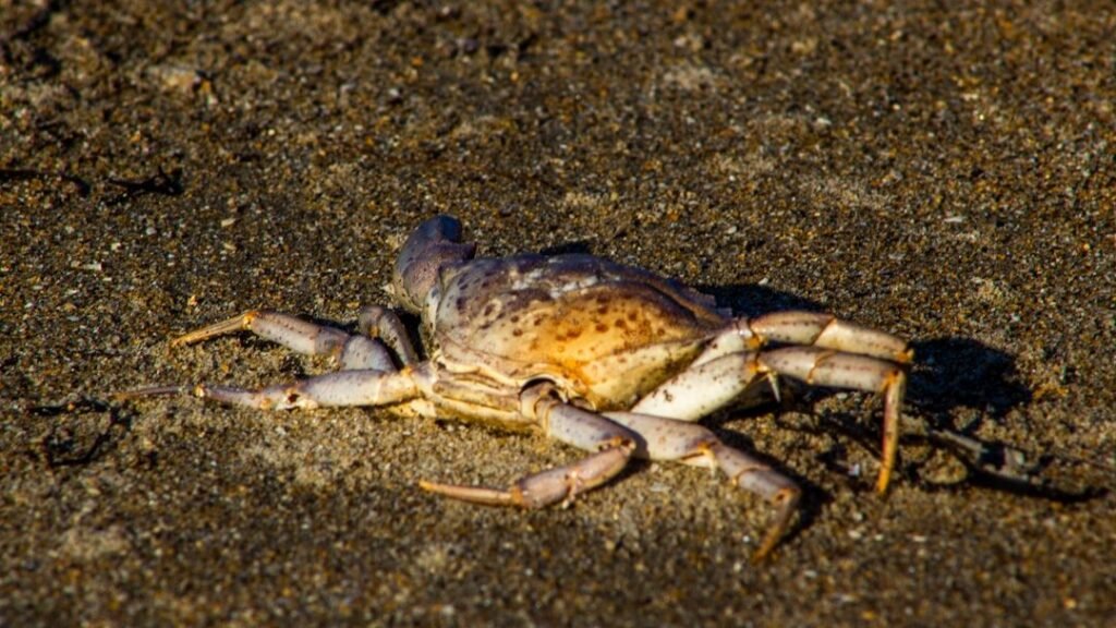 7 U.S. Beaches Where Horseshoe Crabs Still Spawn by the Moon