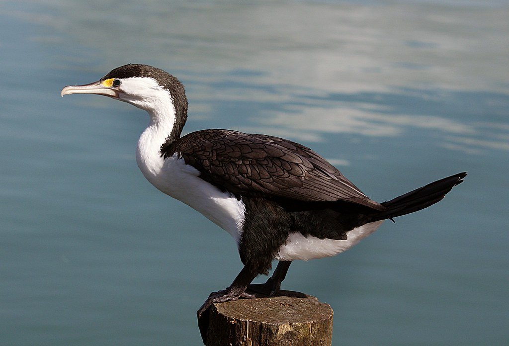 10 U.S. Islands Where Seabirds Are Recovering - Predator Control Wins