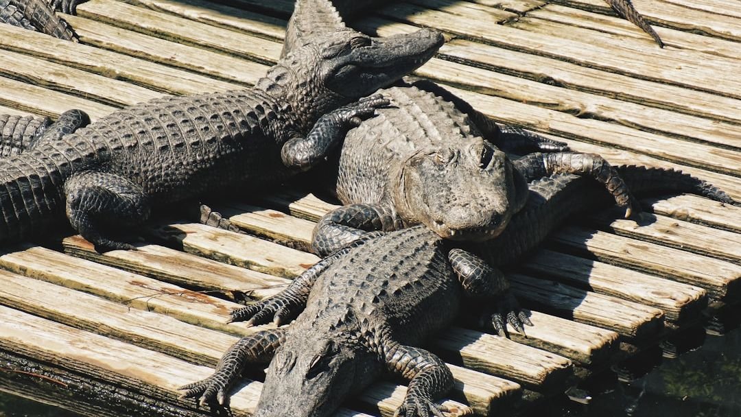 12 U.S. Boardwalks for Safe Alligator Viewing – With Science Notes