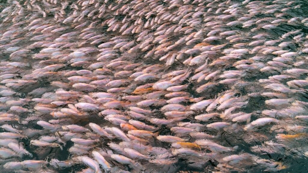 10 U.S. Cities Quietly Rewilding Their Rivers - Salmon and Sturgeon Return