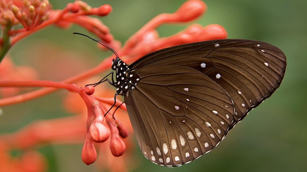 9 U.S. Wildlife Comebacks You Can Witness This Winter