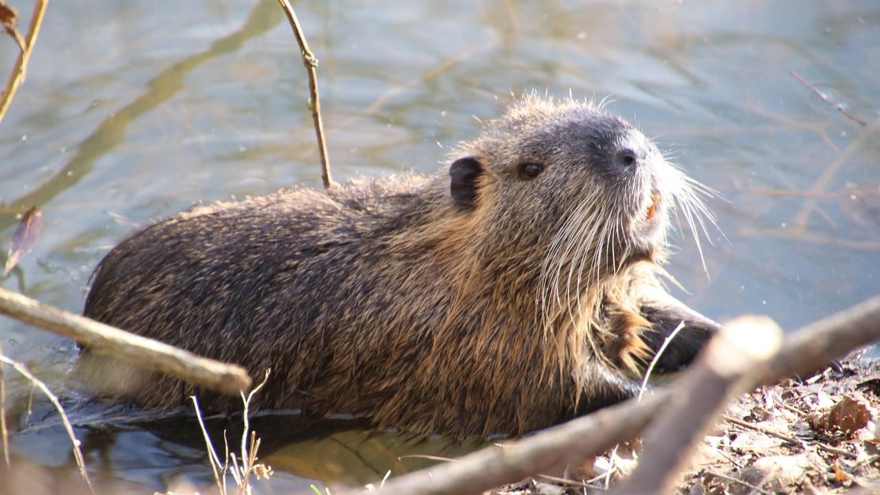 12 States Leading Beaver-Led River Restoration