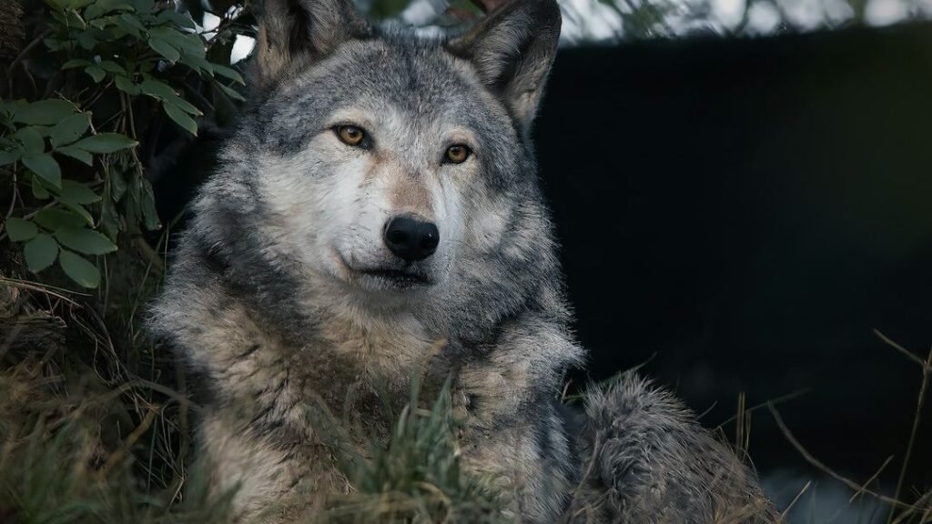 8 States Tracking Wolves With Bioacoustics - What the Mics Reveal