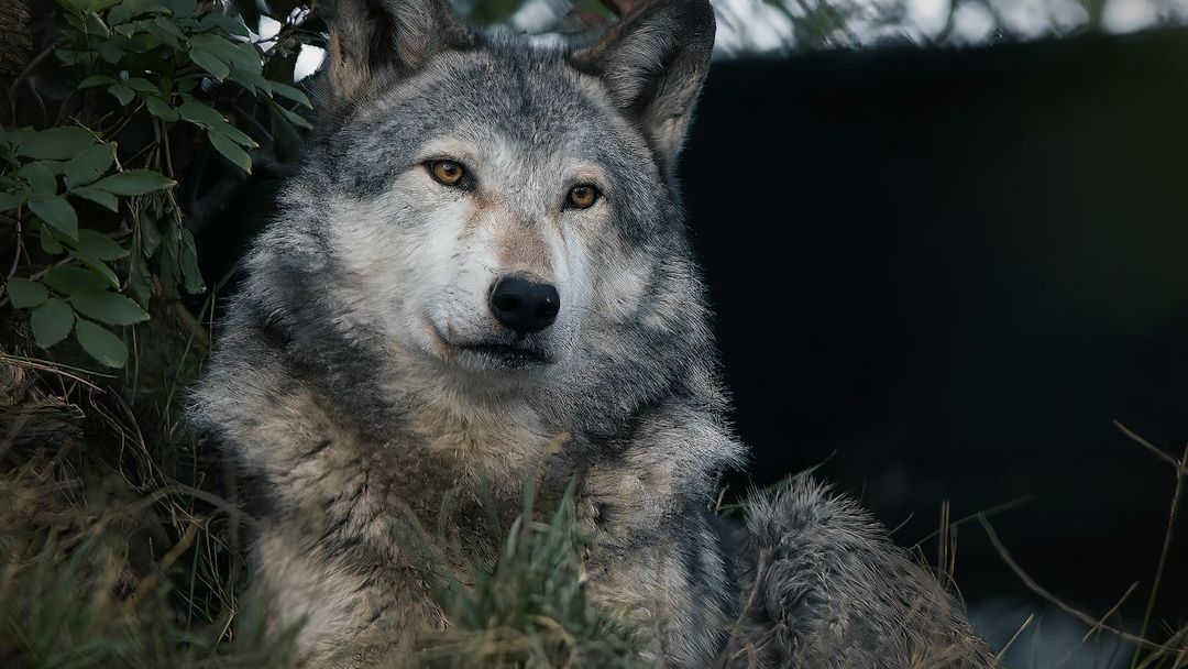 8 States Tracking Wolves With Bioacoustics – What the Mics Reveal
