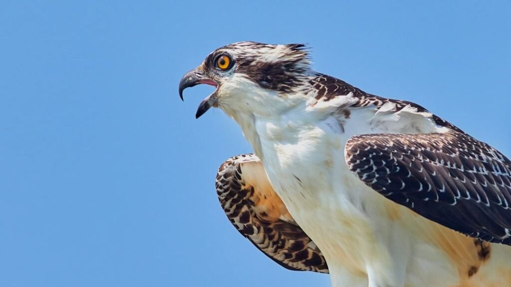 8 States Where Ospreys Returned Thanks to Citizen Science