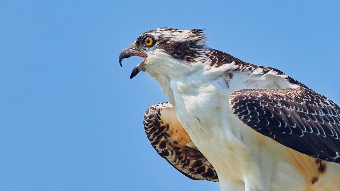 8 States Where Ospreys Returned Thanks to Citizen Science