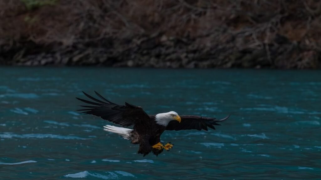 9 States Reporting Record Bald Eagle Nests This Year