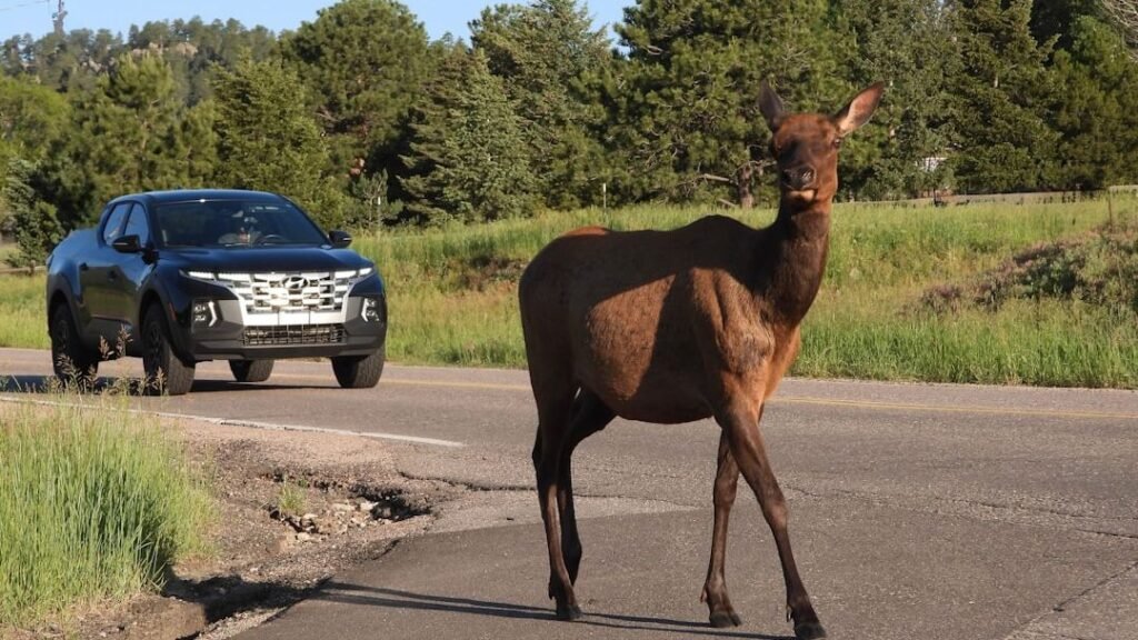 7 American Bridges That Became Wildlife Highways - Data Wins