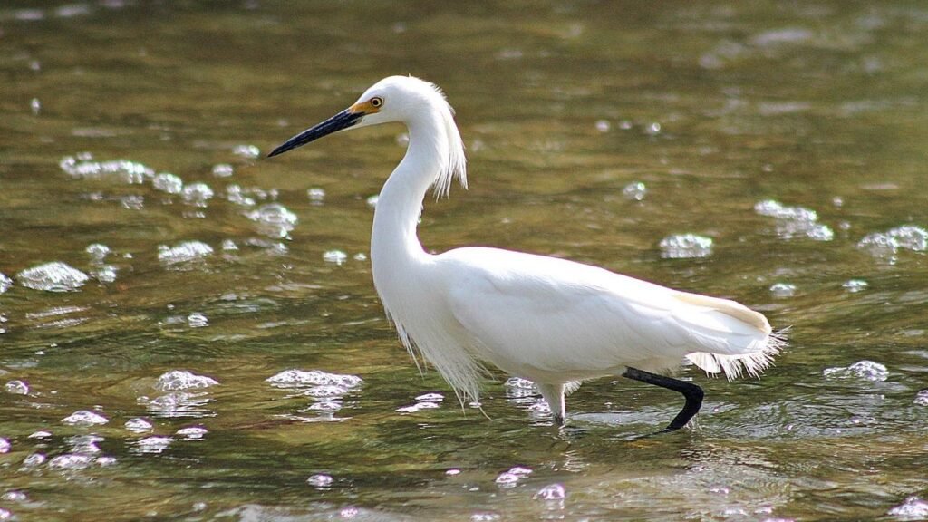 9 National Wildlife Refuges With Spectacular Winter Migrations