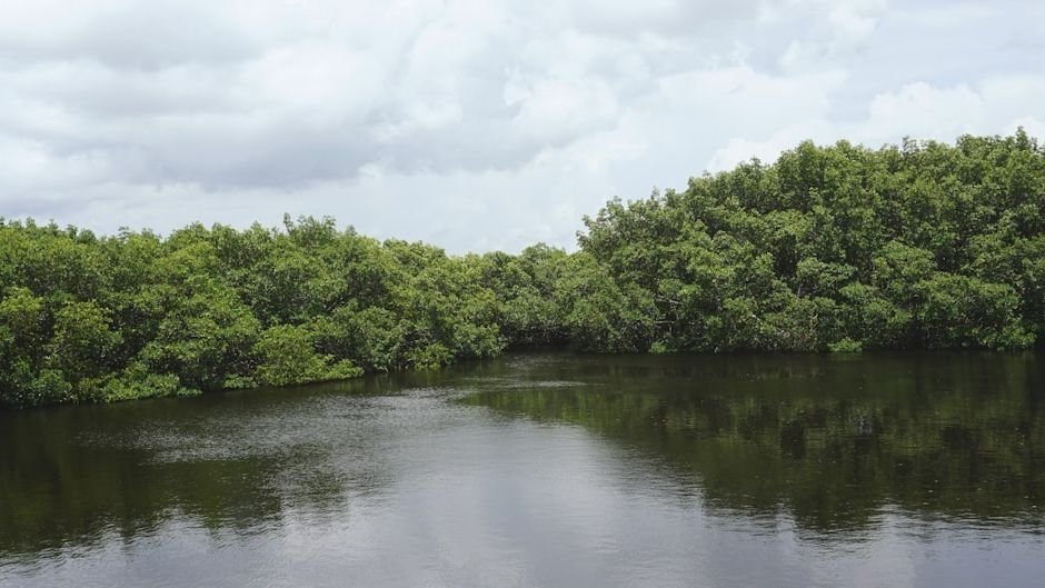 7 American Mangrove Frontiers Expanding North - Why It Matters