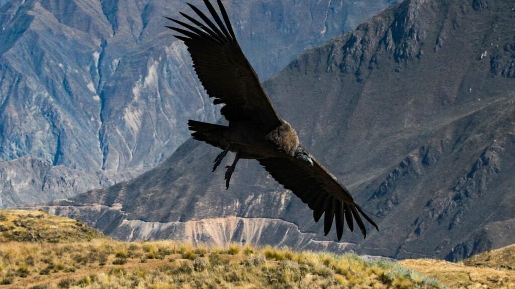 9 American Cliffs Where Condors and Vultures Catch Thermals