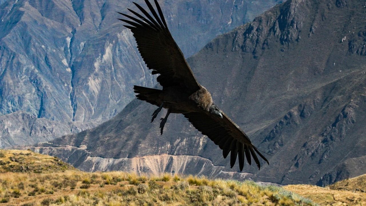 9 American Cliffs Where Condors and Vultures Catch Thermals