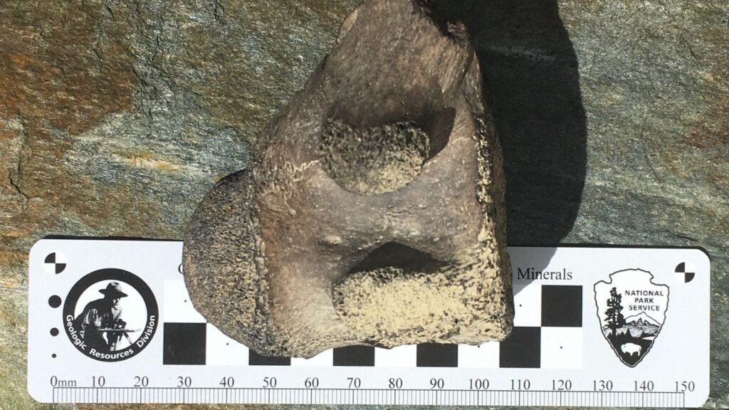 7 American Towns Built on Ancient Seafloors - Fossils Everywhere