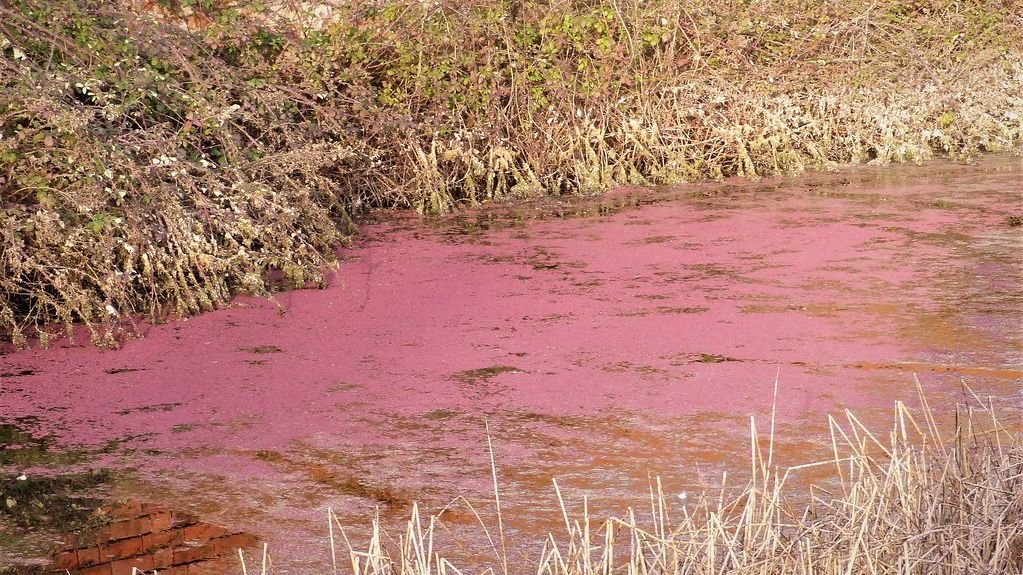 8 American Rivers With Surprising Pink or Red Algae Blooms - Safe or Not?