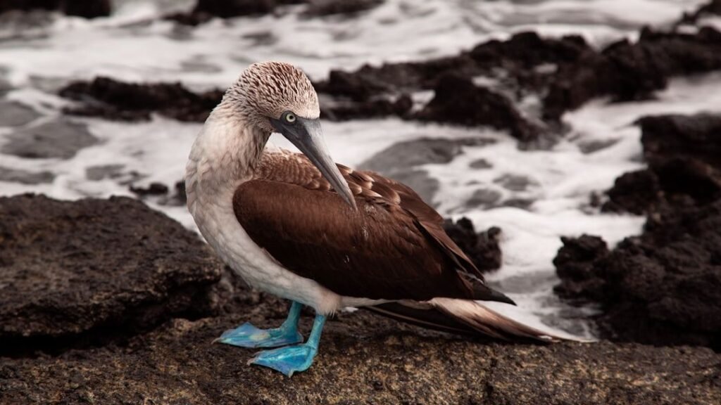 9 American Islands Where Puffins, Petrels, or Terns Are Thriving