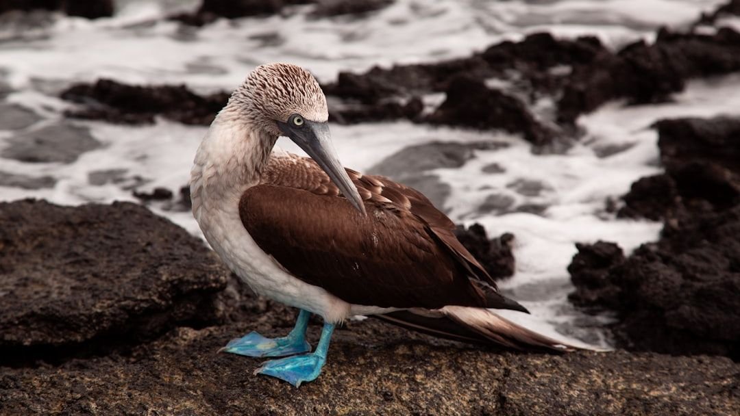 9 American Islands Where Puffins, Petrels, or Terns Are Thriving