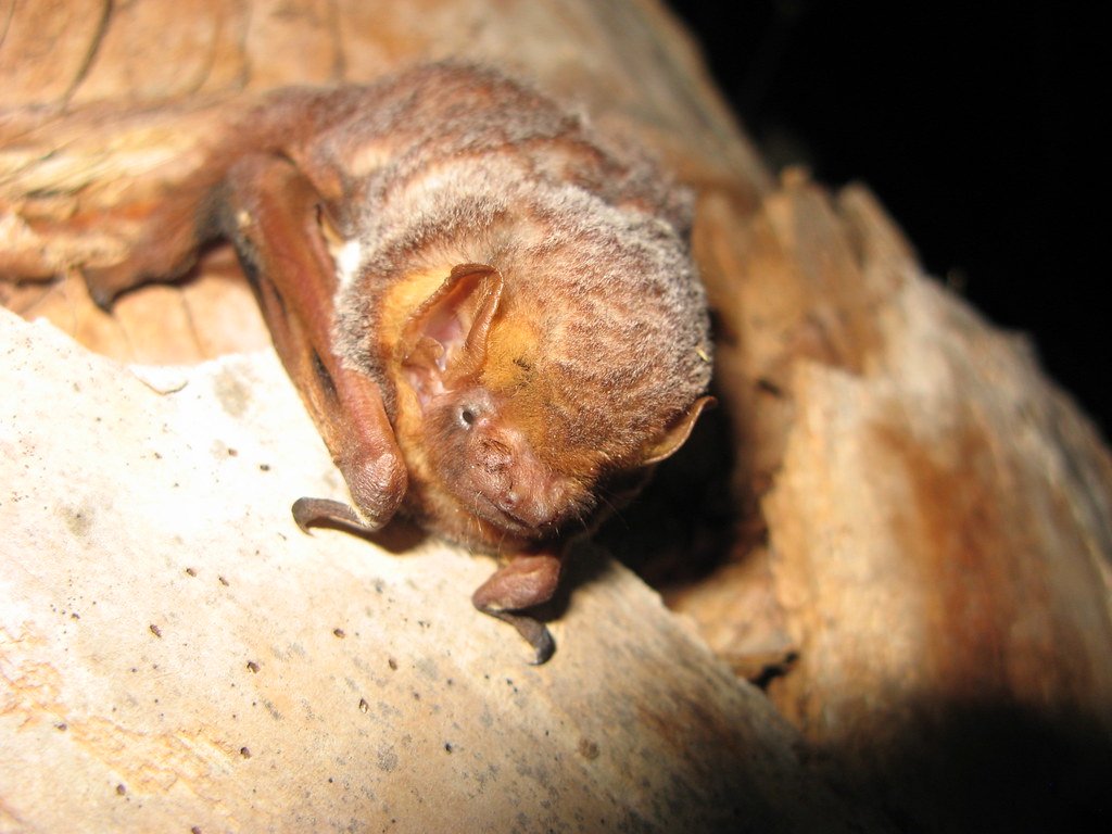 Why Some Bats Glow Under Ultraviolet Light