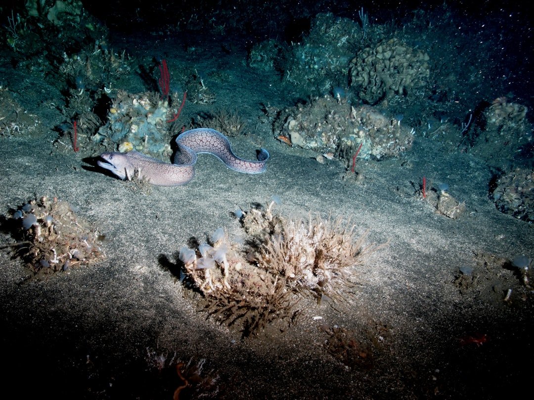 Is There Life in Earth’s Deepest Ocean Trenches? Scientists Debate