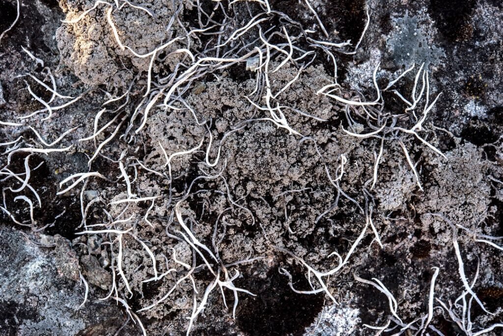 Underground Fungi That Could Help Save Earth's Climate