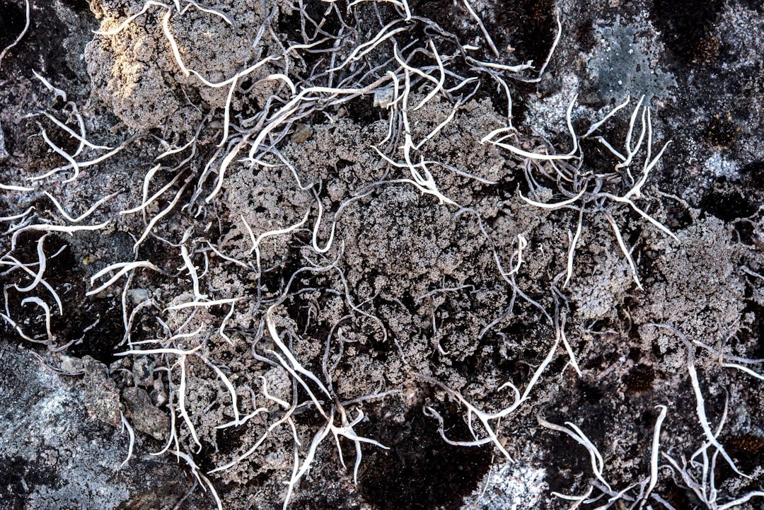 Underground Fungi That Could Help Save Earth’s Climate