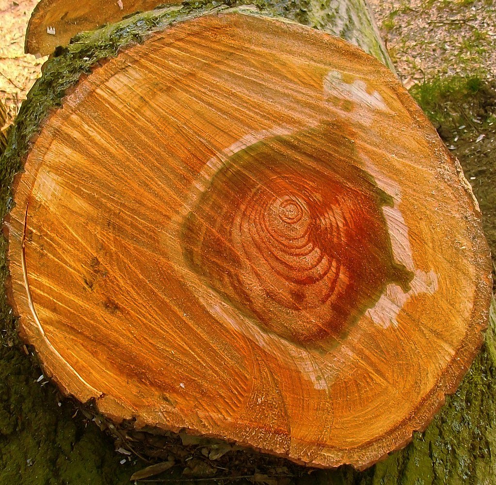 Tree Rings Recorded a Solar Superstorm (AD 774) - What If It Hit Today?