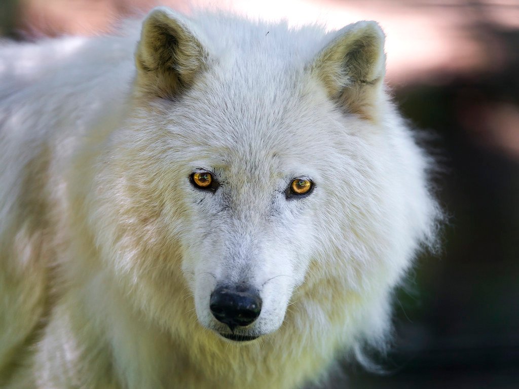 Why Wolves and Dogs May Share an Ancient Emotional Code