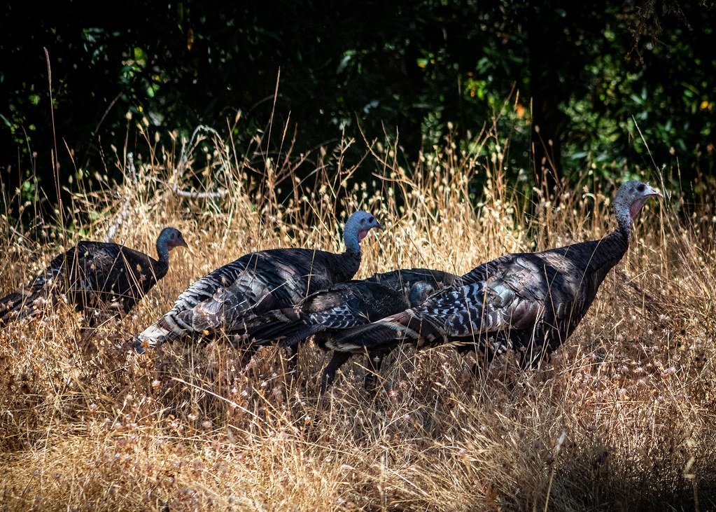 The U.S. States with The Most Wild Turkeys