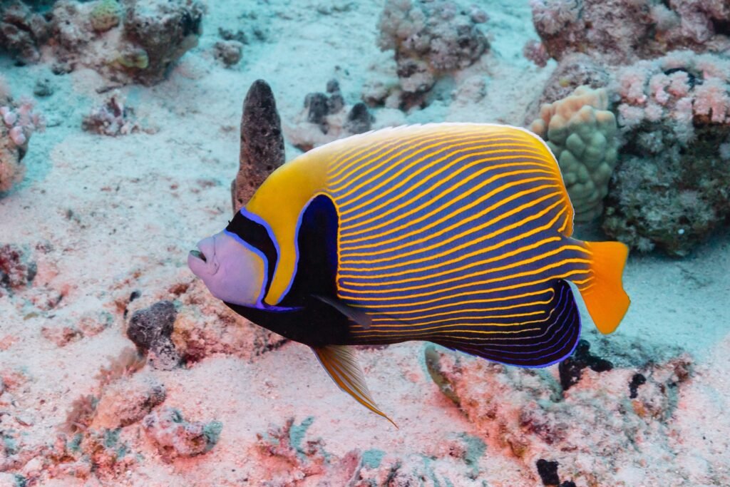 10 Most Colorful Animals in Our Wide Weird World