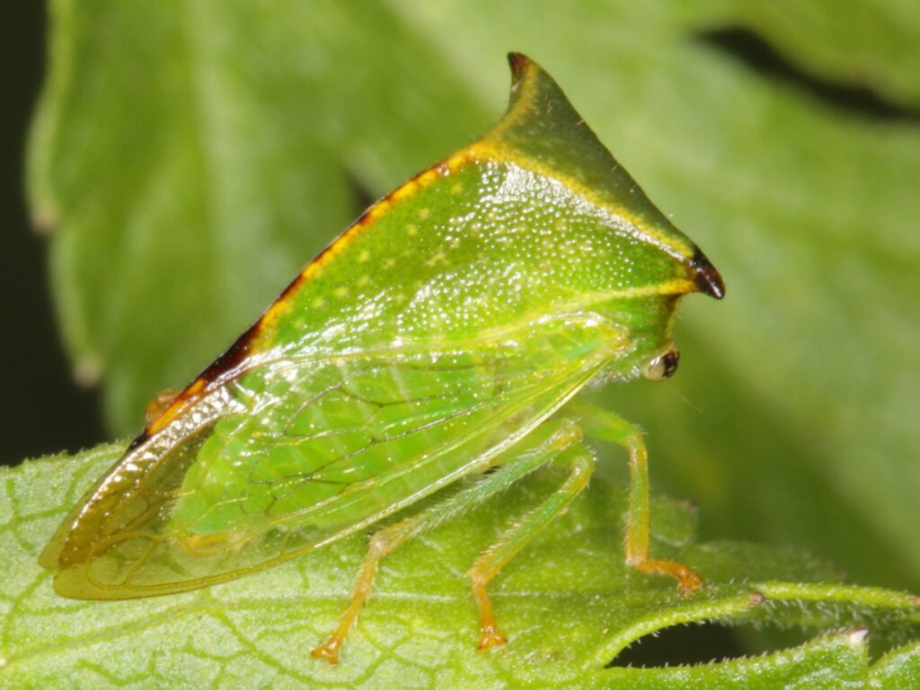 7 Facts About The Treehopper: The Bug That Looks Like an Alien