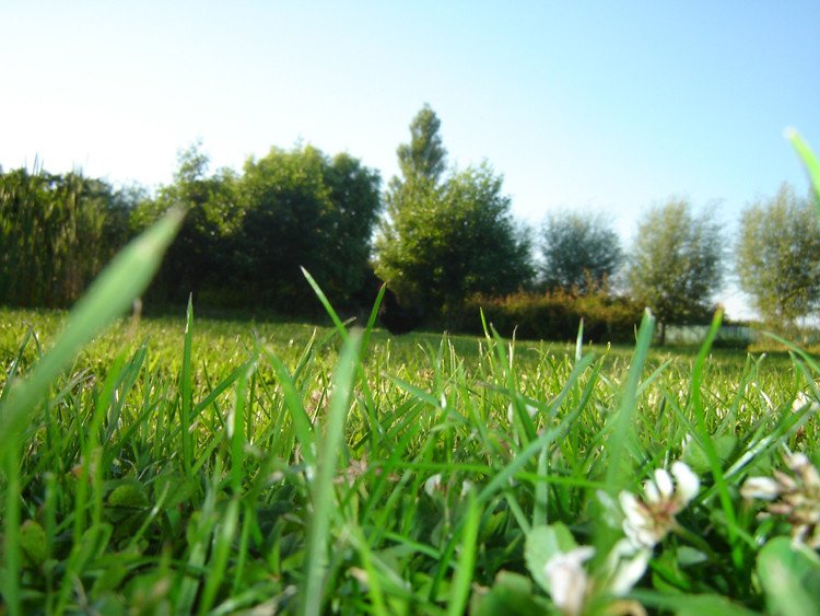 7 Remarkable Ways Plants Communicate With Each Other