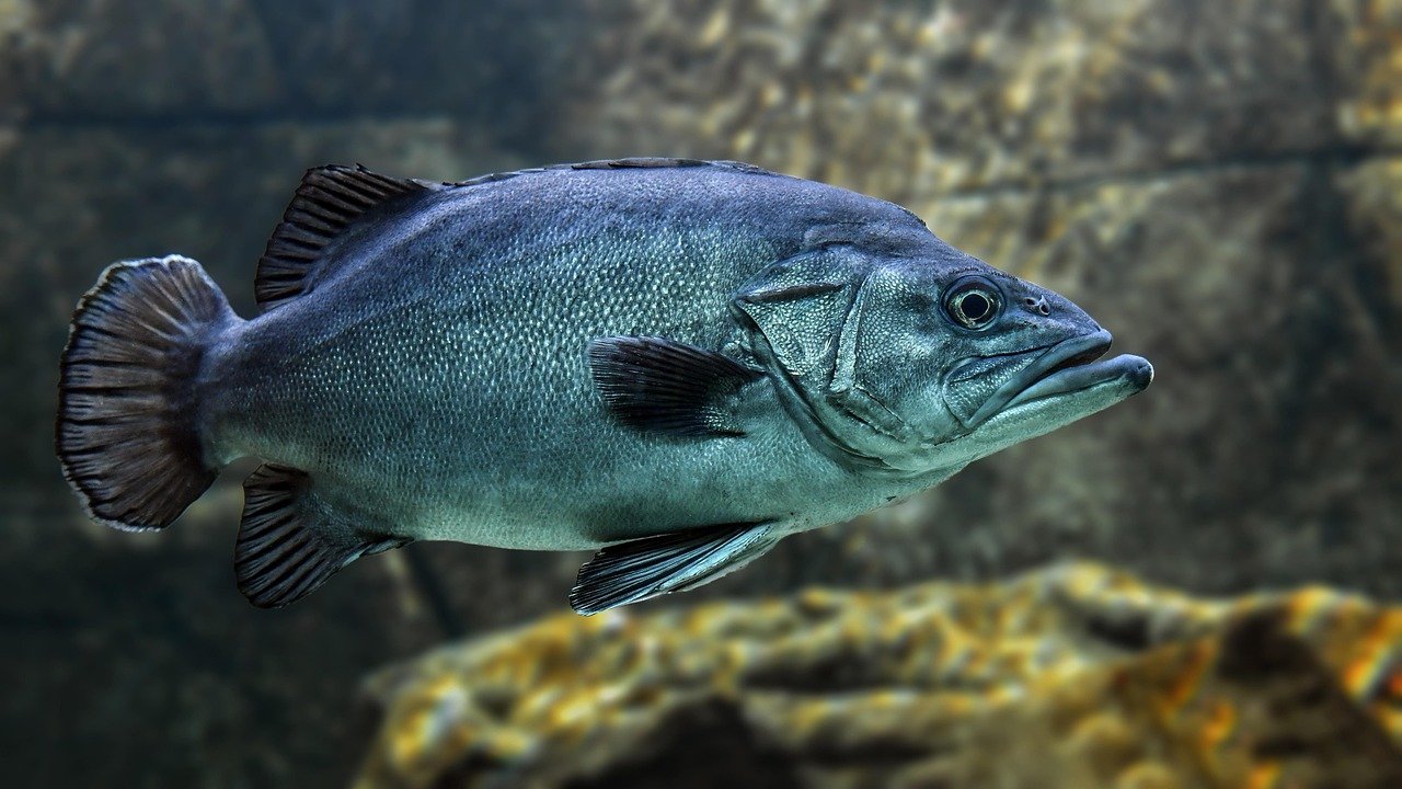 The profound debate over whether fish feel pain
