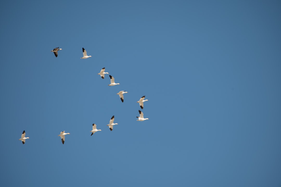 Why Do Birds Migrate Thousands of Miles Every Year?