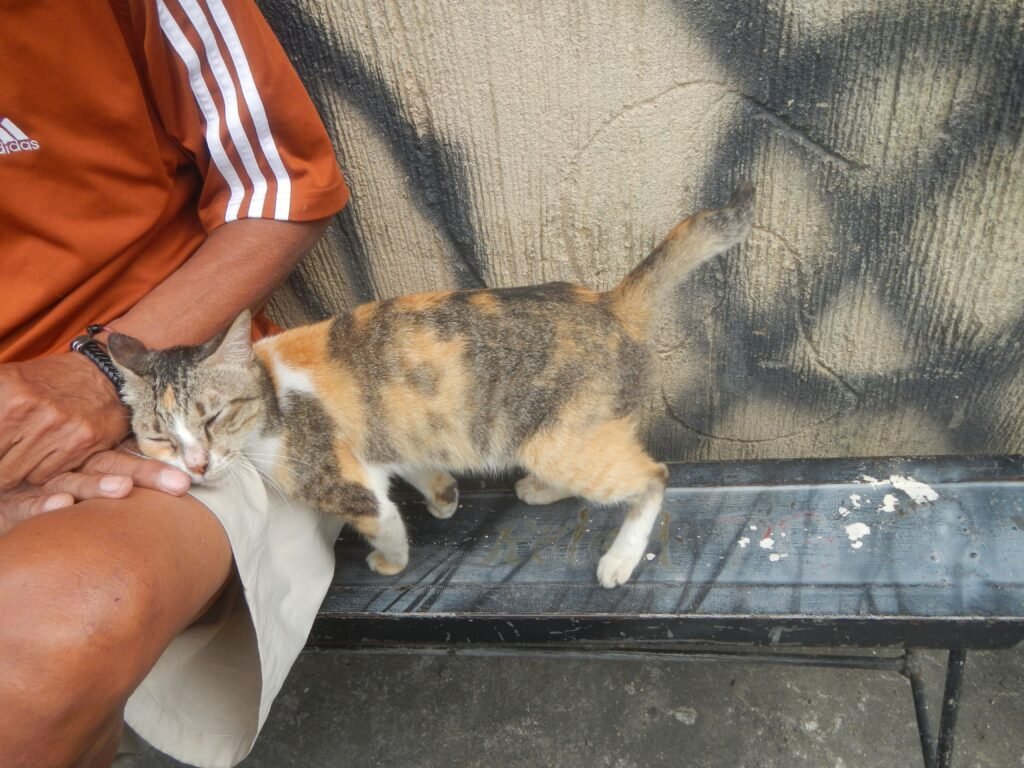 If cats always choose you, you might have one of these 14 peculiar traits