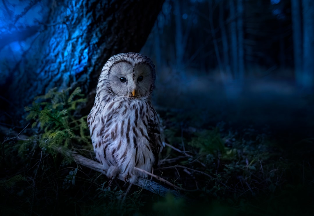What Your Spirit Animal Reveals About Your Inner Self