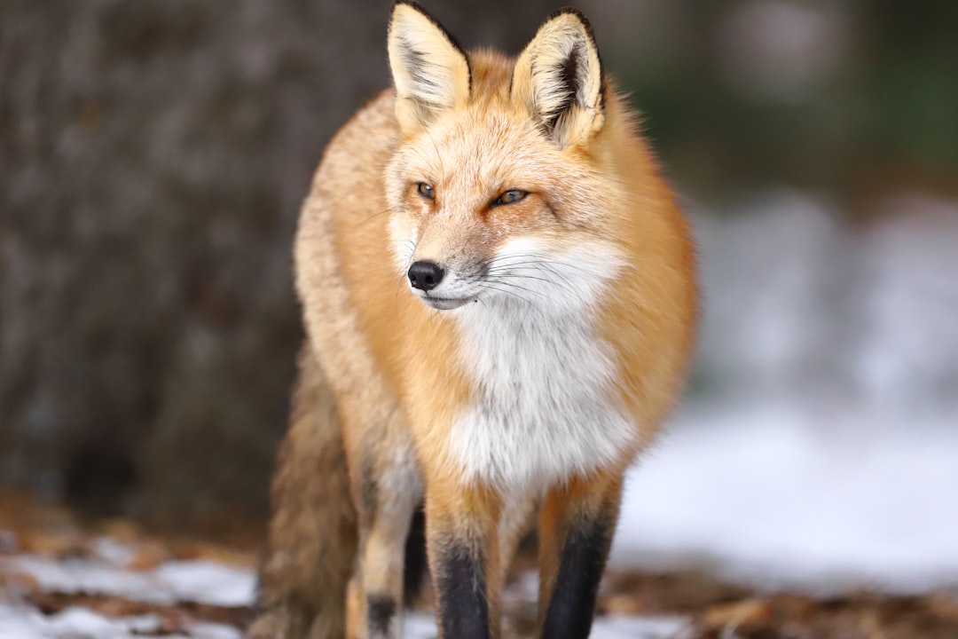 10 Fascinating Spirit Animal Myths and Their Cultural Meanings