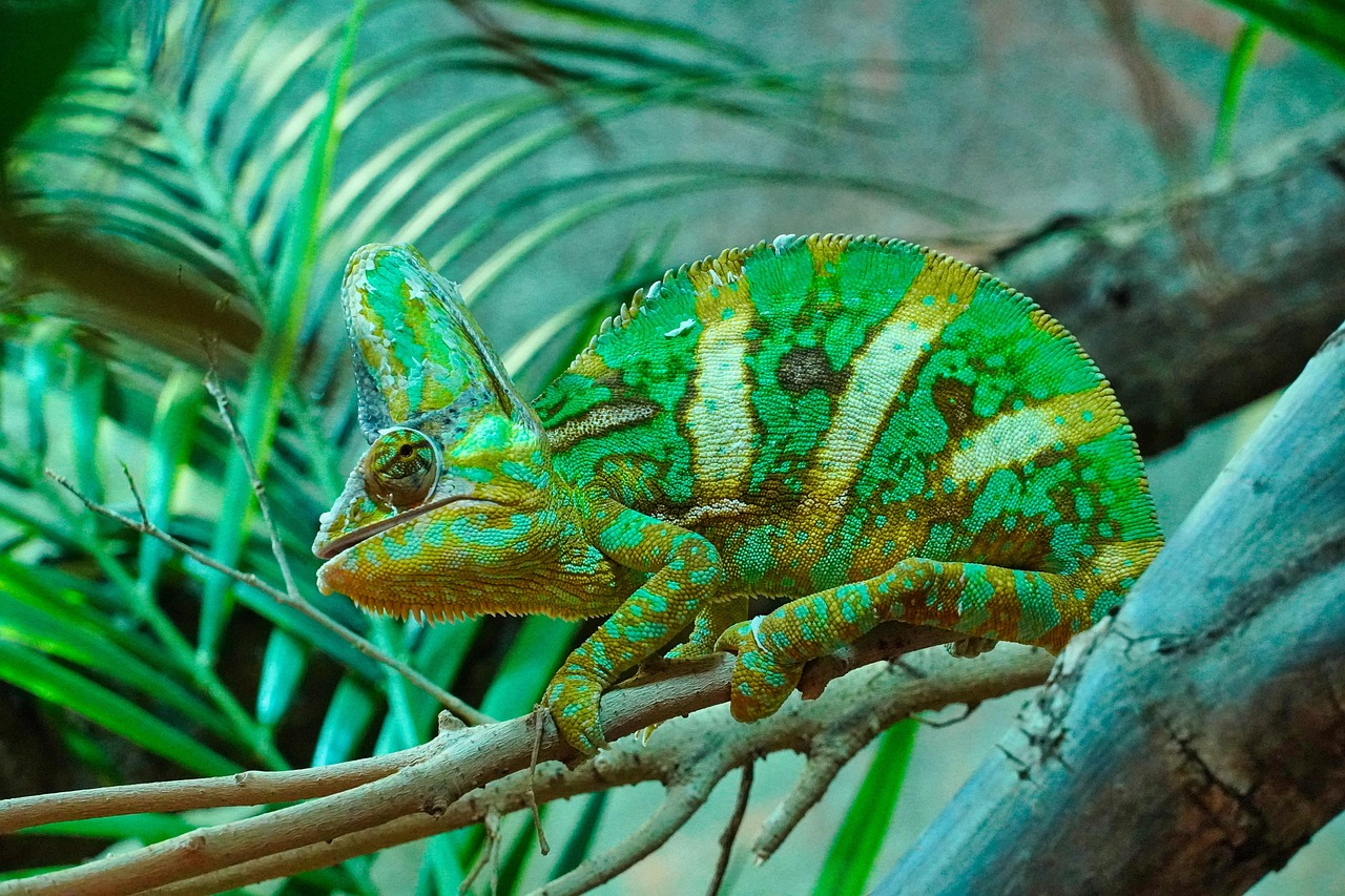 10 Incredible Animals That Have Mastered the Art of Camouflage and Survival